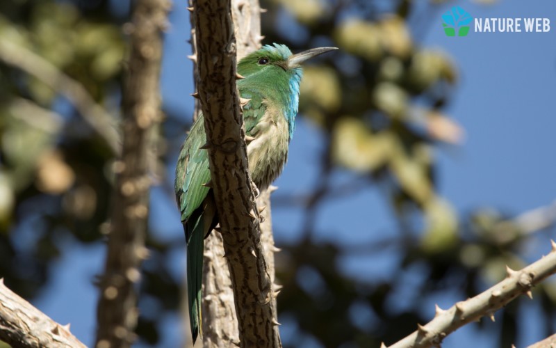 Perching Birds